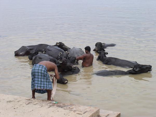 Water Bufalos receive a much needed bath, Varanasi