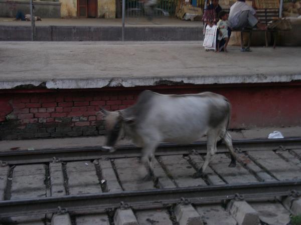Lose cow walking along the railroad tracks inside the Train Station, Varanasi