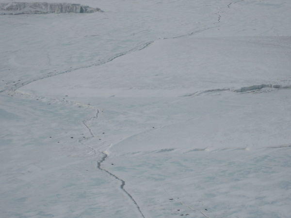 Seals (those dots) along the sea ice cracks