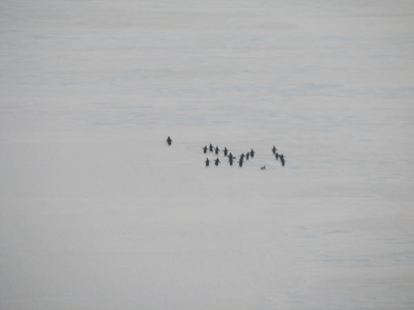 Adelie Penguins coming to visit town