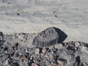 A petrified stump... Antarctica was once near the equator!