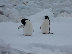 Some Adelie Penguins come to visit