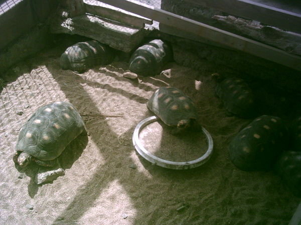 Land Turtles