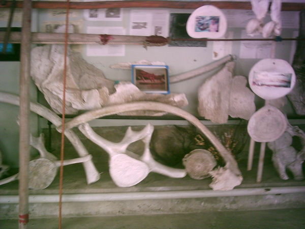 Whale museum