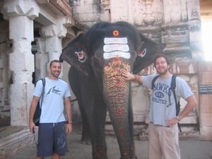 Lakshmi the elephant