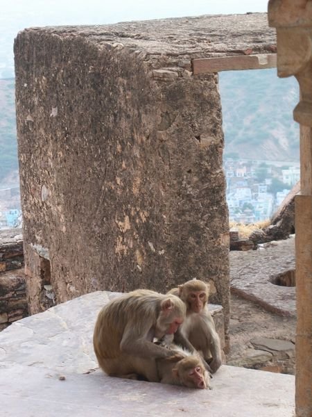 Monkey massage