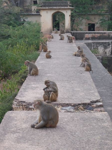 More menacing monkeys