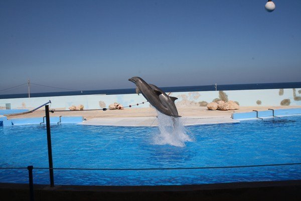 Delfines saltando
