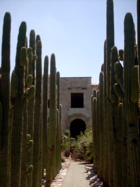 Cactus au couvent Oaxaca