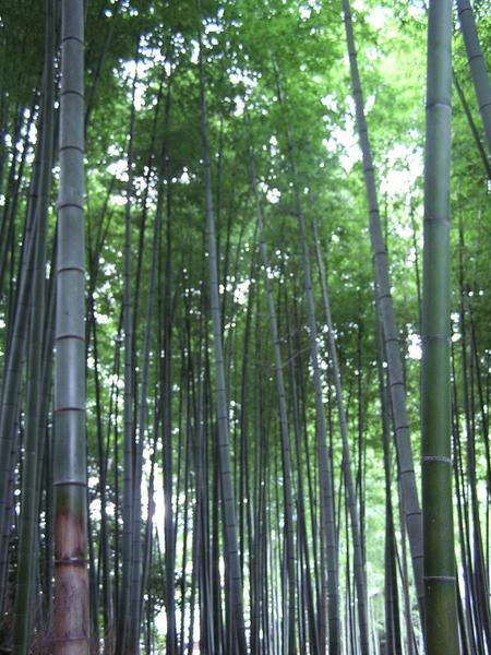 Bamboo at Kodaiji