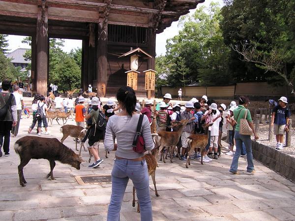 Deer and People in front of Todaiji