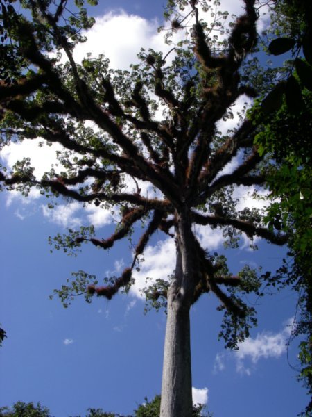 TIKAL 1- the ceiba- national tree