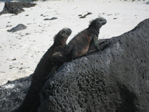 2 Marine Iguanas getting to know each other