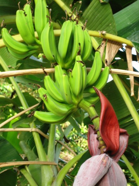 Bananas growing on the property