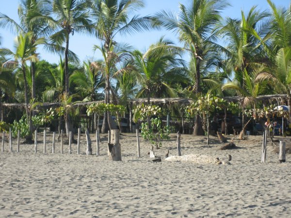 Playa Las Lajas palapas  -great to find shade