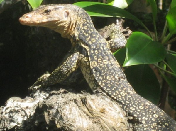 a monitor lizard poses for the camera