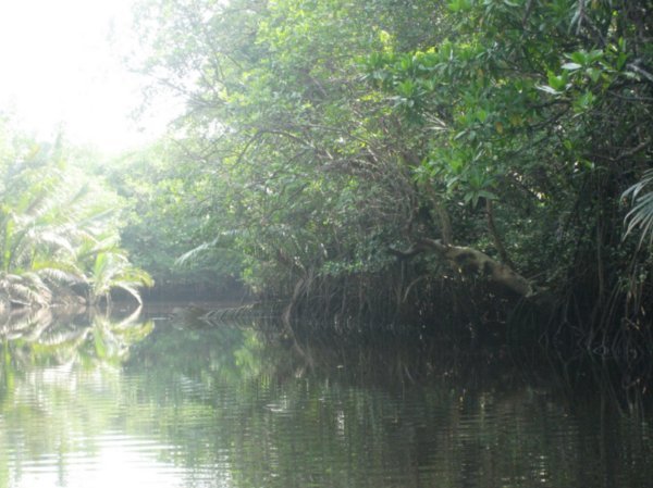 boating through the mangrove forest