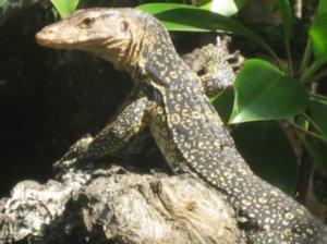 a monitor lizard poses for the camera