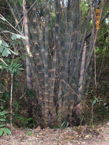 Bamboo in a bomb crater