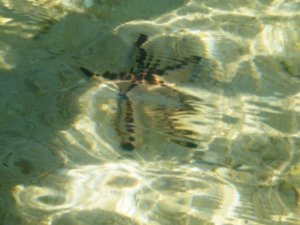 starfish underwater
