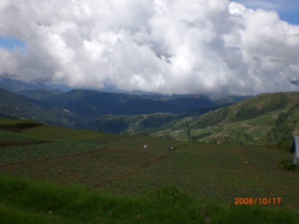 Cordillera cabbage patch