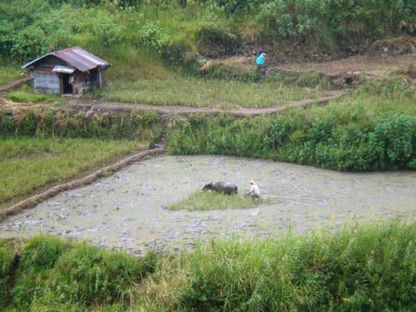 Sagada couple work their rice fields