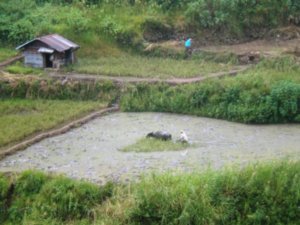 Sagada couple work their rice fields