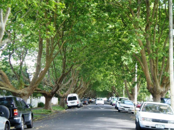 plane trees on Ron and Allayne's street in Grey Lynn
