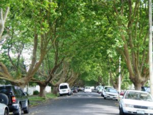 plane trees on Ron and Allayne's street in Grey Lynn