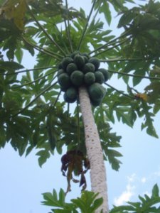 Paw Paw or Papaya tree