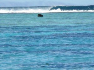 Rarotonga surf