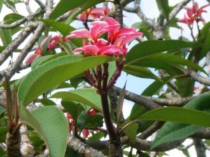 the lovely scents of the frangipani tree