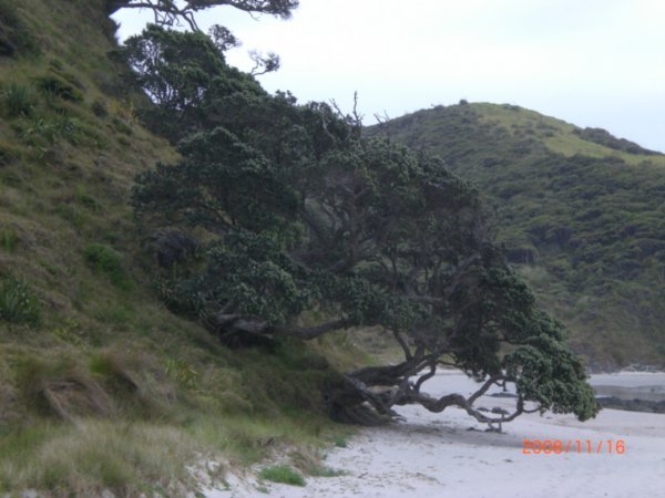 beach tree