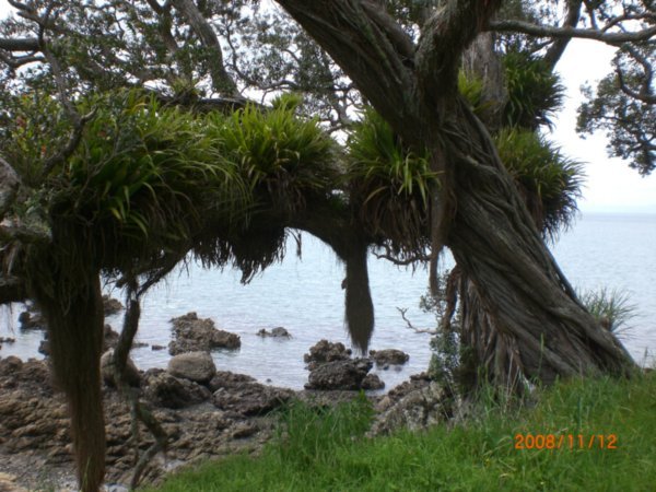 beachside vegetation