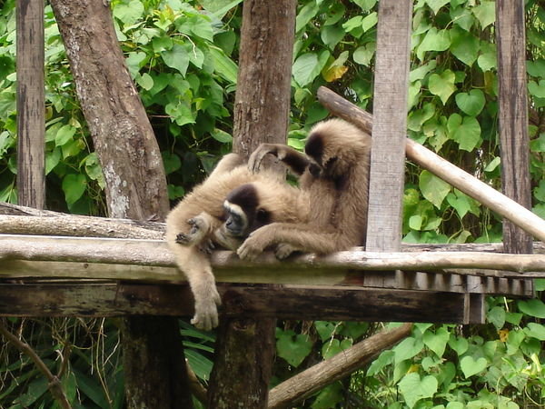 Borneon Gibbon