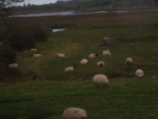 Lots of sheep!