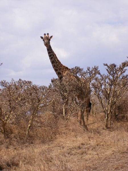 The graceful giraffe