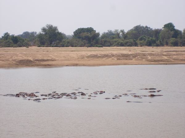 loads of hippos...