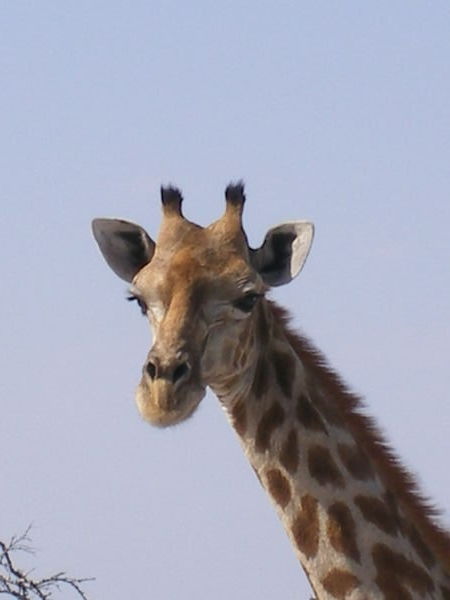 awe......giraffe in etosha