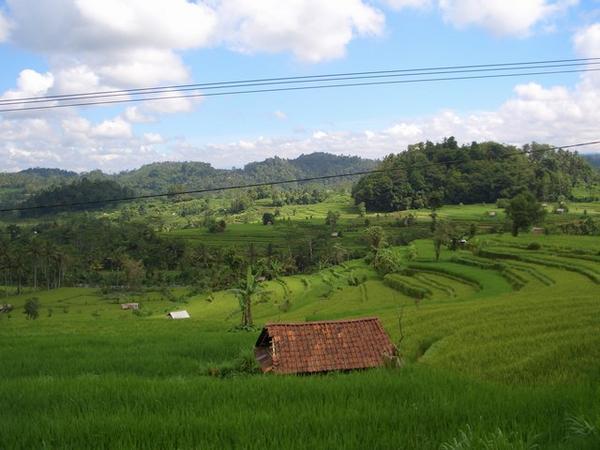 Rice fields (3)
