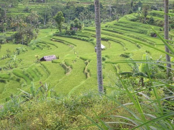 Rice fields (5)