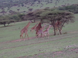 Giraffs on the move