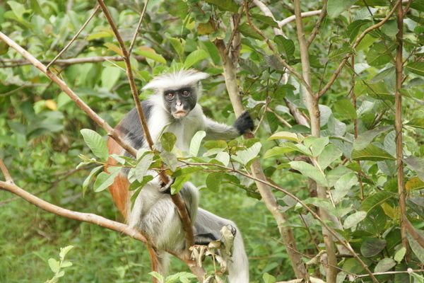 The rare red colobus monkey
