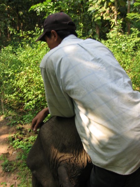 The masout on the elephants neck