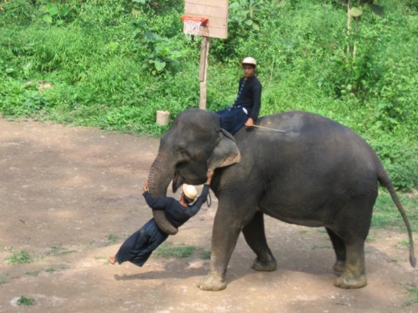An elephant eating a man!!