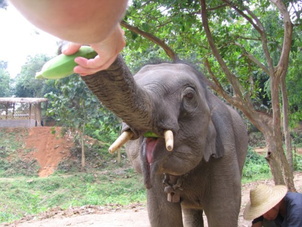 The baby elephant