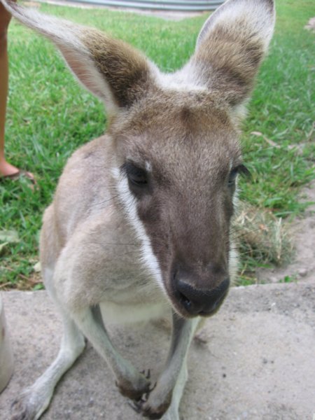 kanga-photo