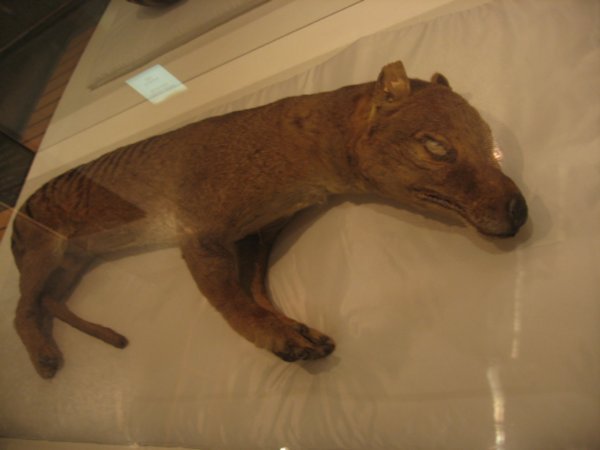 stuffed tasmanian tiger