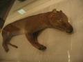 A extinct stuffed tasmanian tiger at the museum