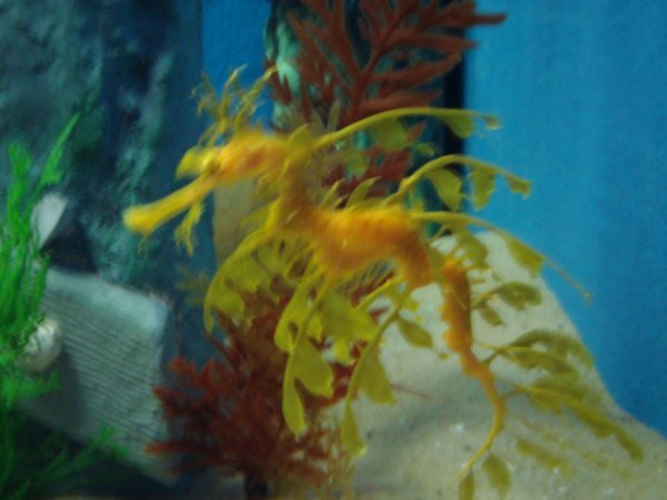 A seahorse at the Aquarium